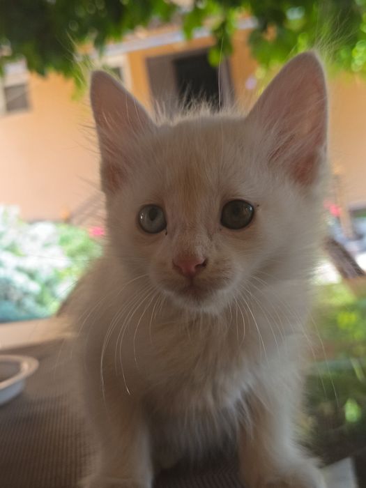Котята Турецкая ангора