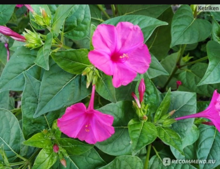 Сад, цветы, ландшафтные растения