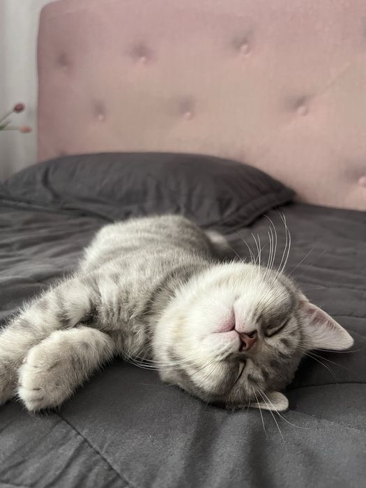 шотландские котята