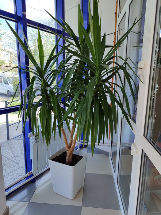 Два больших дерева