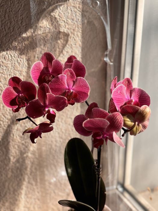 Живые орхидеи (свежая поставка)