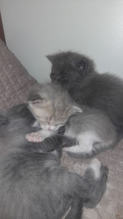 Продаю катят не дорого самие красивиеи не торгуеу позвоните поговариви