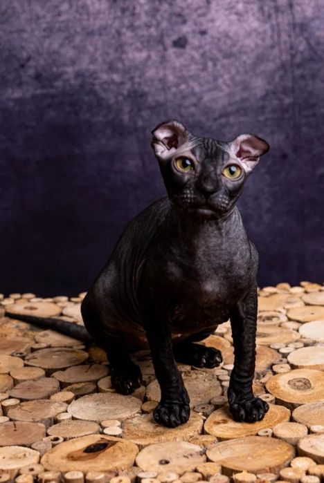 Продаються котята сфинкса