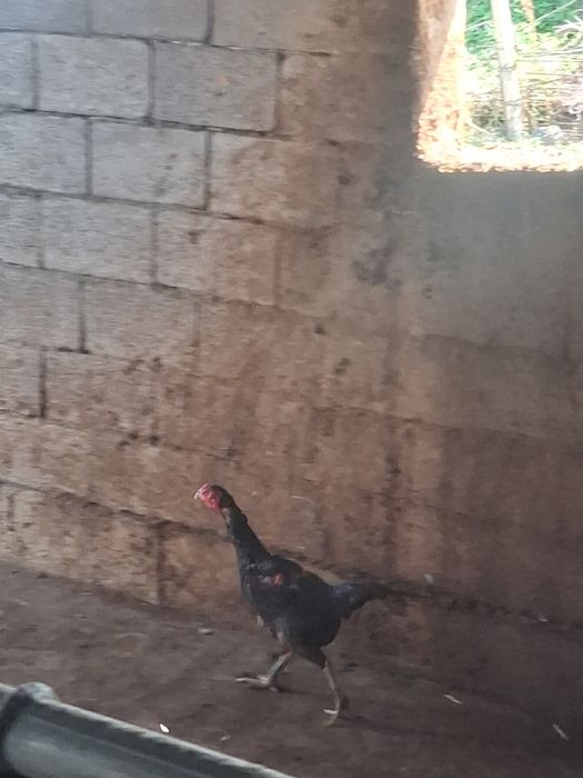 Продам 2 даканки курицы