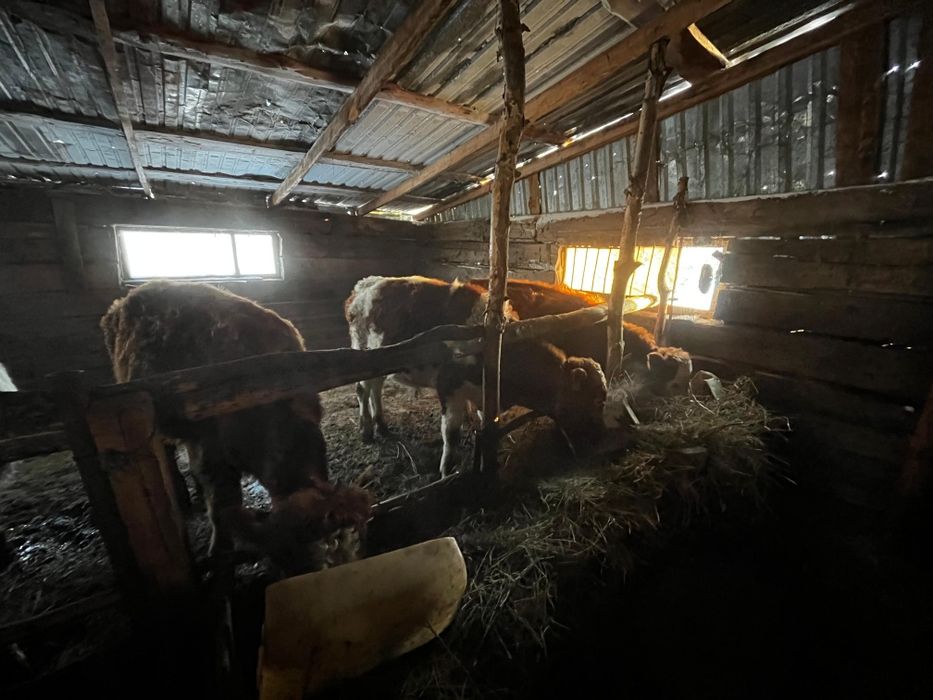 Продается бычки годовалые