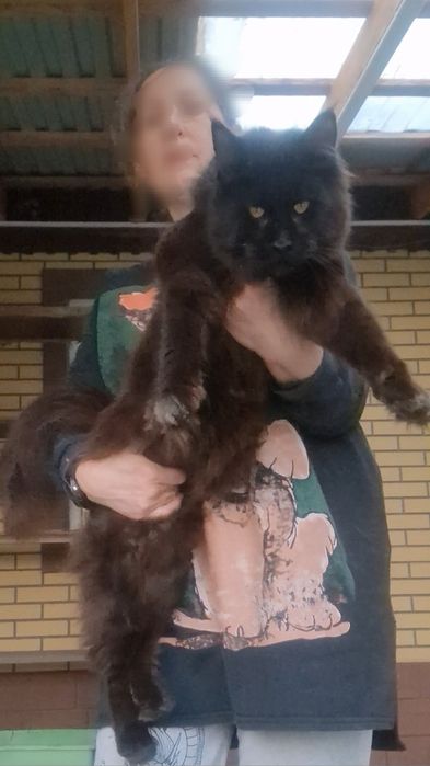 Мейн-кун девочка