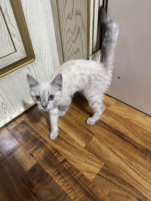 Продается котенок мальчик скотиш страйт, очень красивый и ласковый