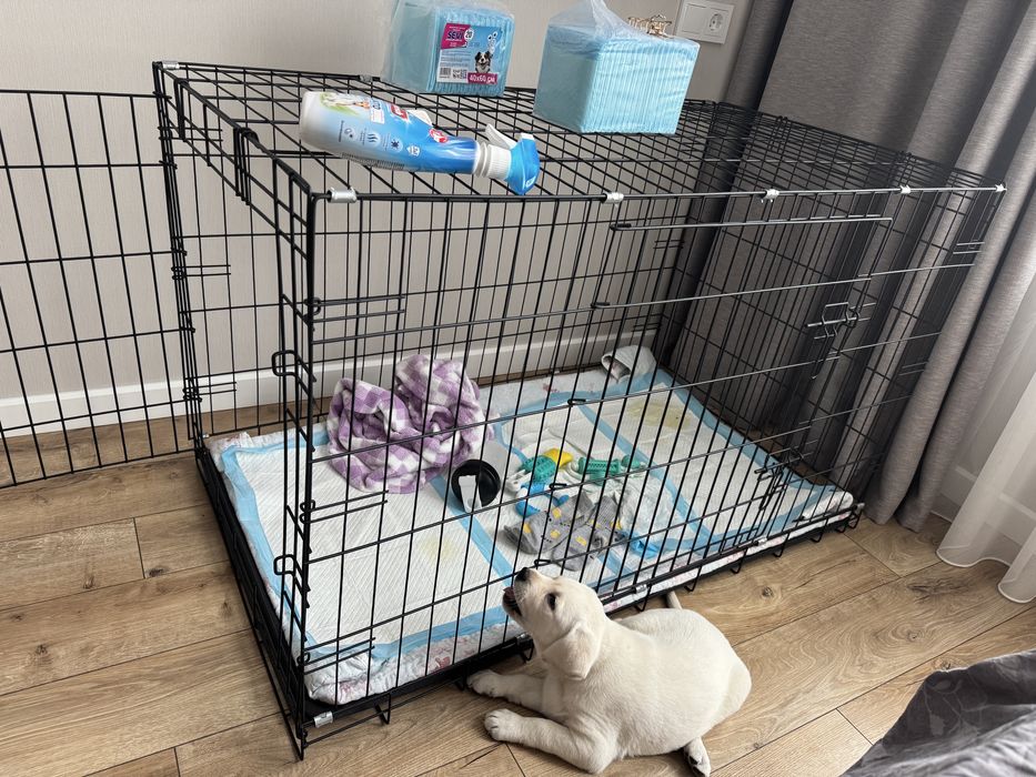 Щенок Лабрадор Девочка