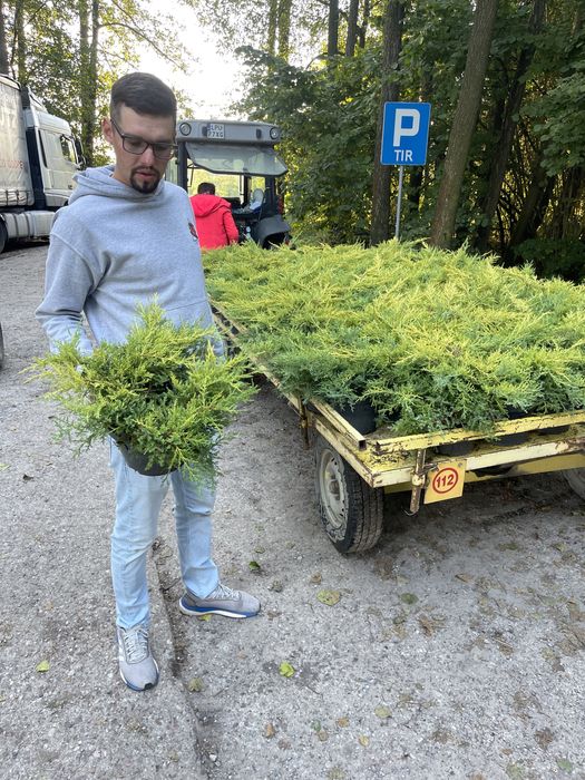 Tuia și Brazi albi Vindem și Angro