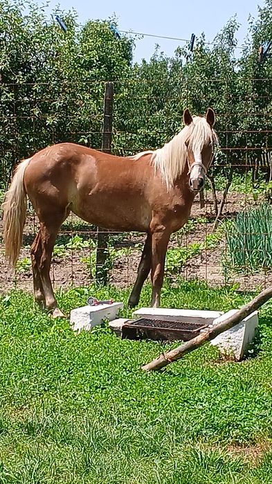 Vând carlana tânără