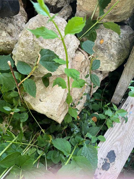 ДЯЛАН КАМЪК ОТ ЗИД. 4-5 кубика