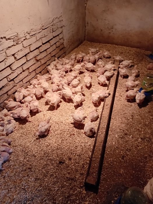 Продаётся цыплят бройлеры