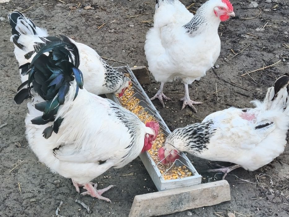 vând ouă rasa  sussex