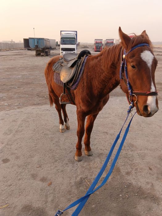 Продам коня 2.5 года