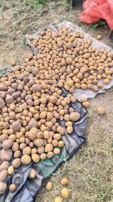 Картофель прошлогодний урожай,едовая.