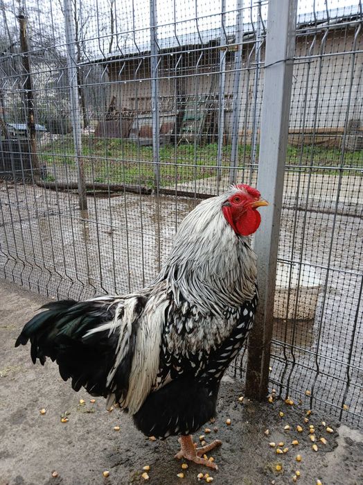 Vând cocoși Wyandott de sase luni.