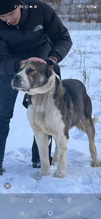 Сабаку продам баицовыи пахавик