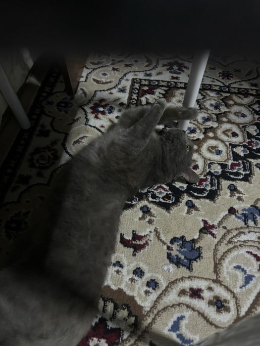 Ақылды мысық ,ерке