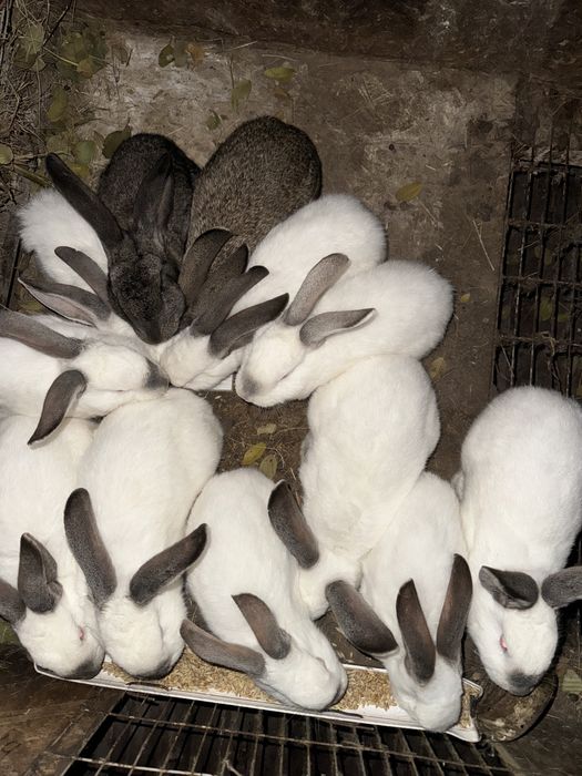 Продам домашних кроликов