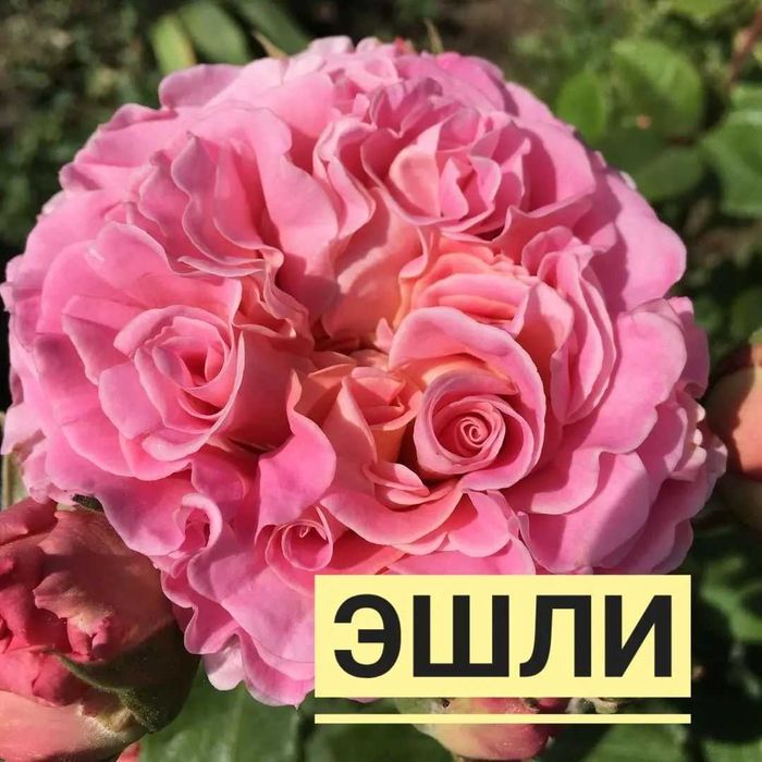 Саженцы Ташкентских Роз