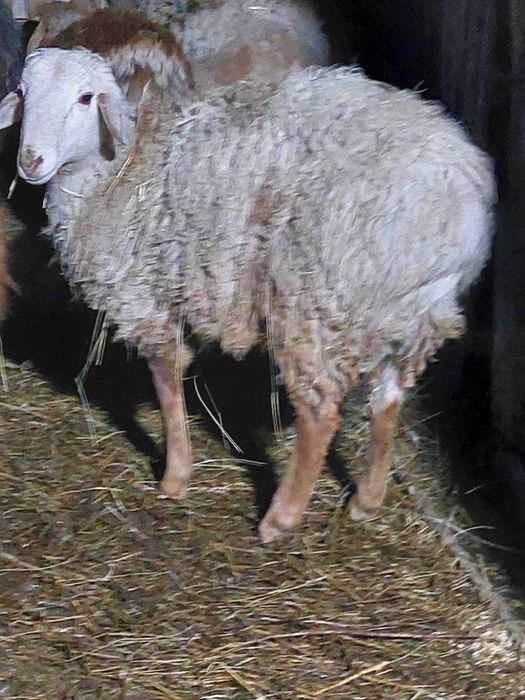 продам кошкарчика на племя