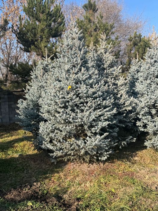 Елка крупномер 6 метров