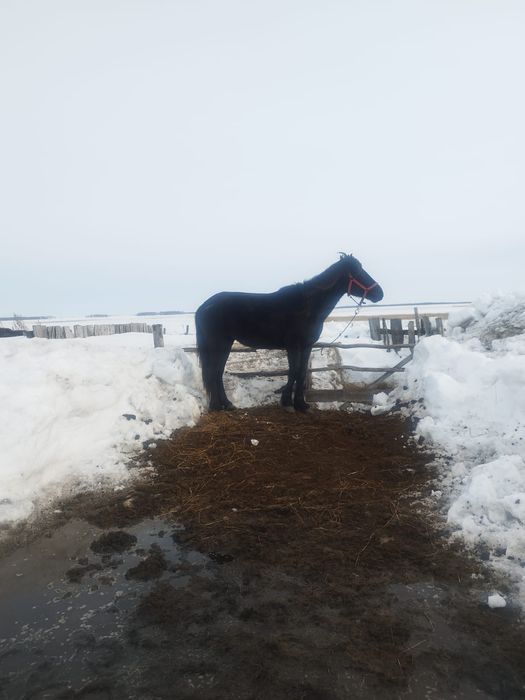 Продам продам кобылку