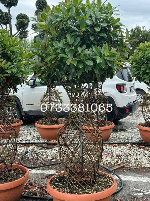 Magnolia palmier tuia catalpa mesteacan amenajari gradini