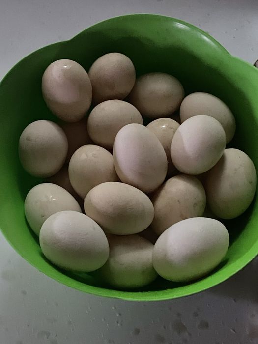 Oua de tara 1,5 lei bucata