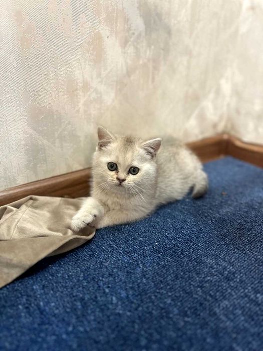 кот не продаётся для вязки.