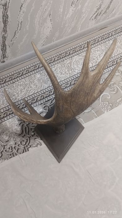 Рога Лося .бугу шохи котта залларга ярашади Росия урмонларидан олинган