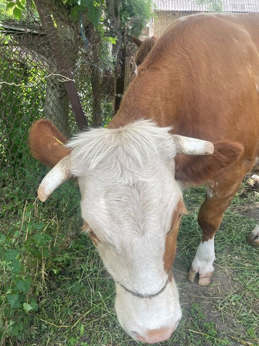 Vand vaca tanara