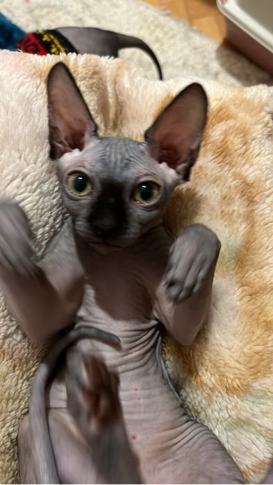 Pisici sphynx compania ideala pentru tine