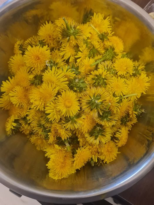 Sirop de papadie