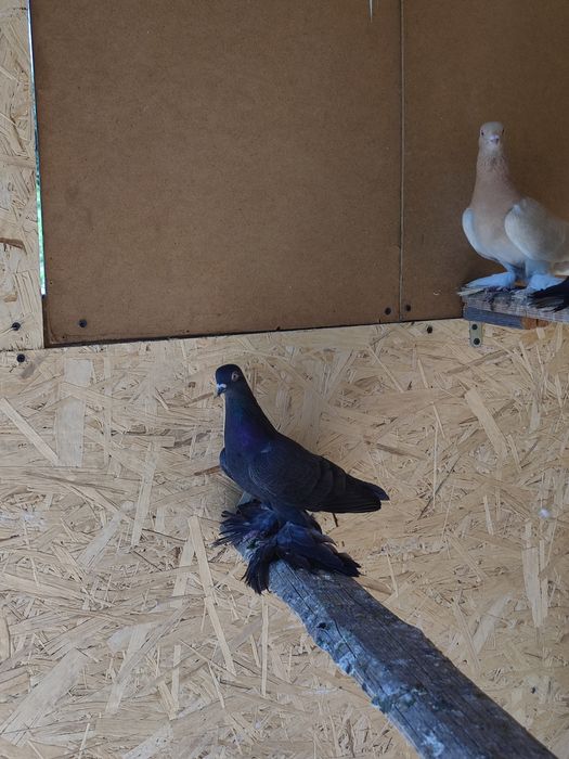 Жуки на продажу голуби