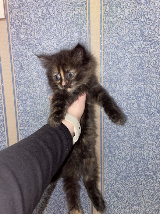 Отдам котят бесплатно