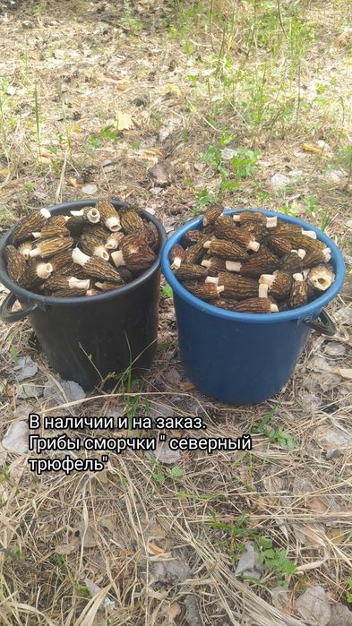 Продам грибы. Сморчки "северный трюфель