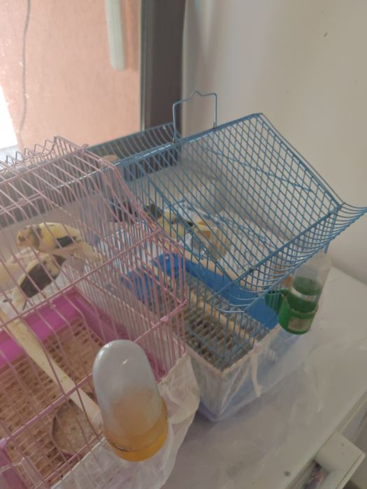 Vând  familie de canari
