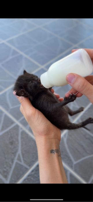 Котята, кошка, котик