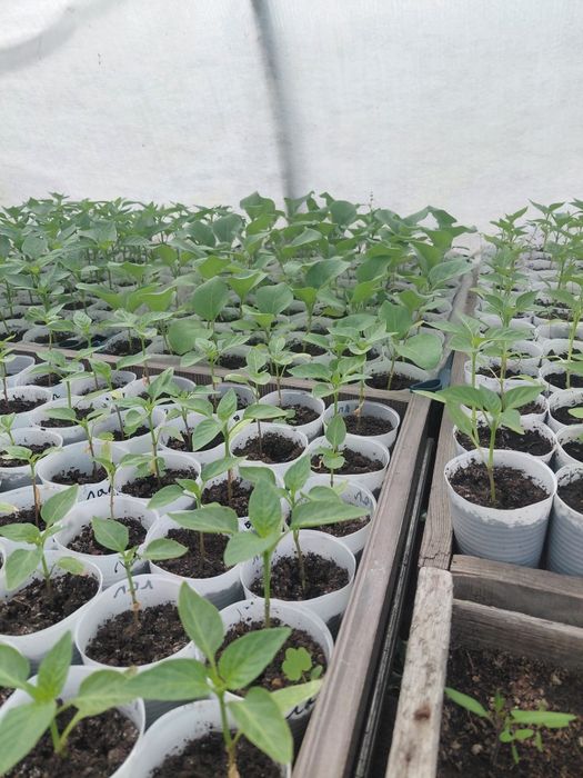 Продам саженцы рассада