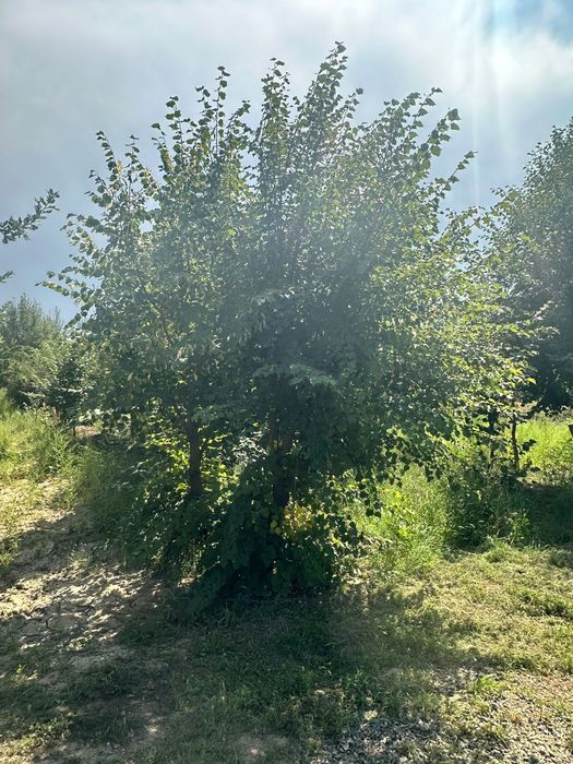 Липа крупномер от4 до 8