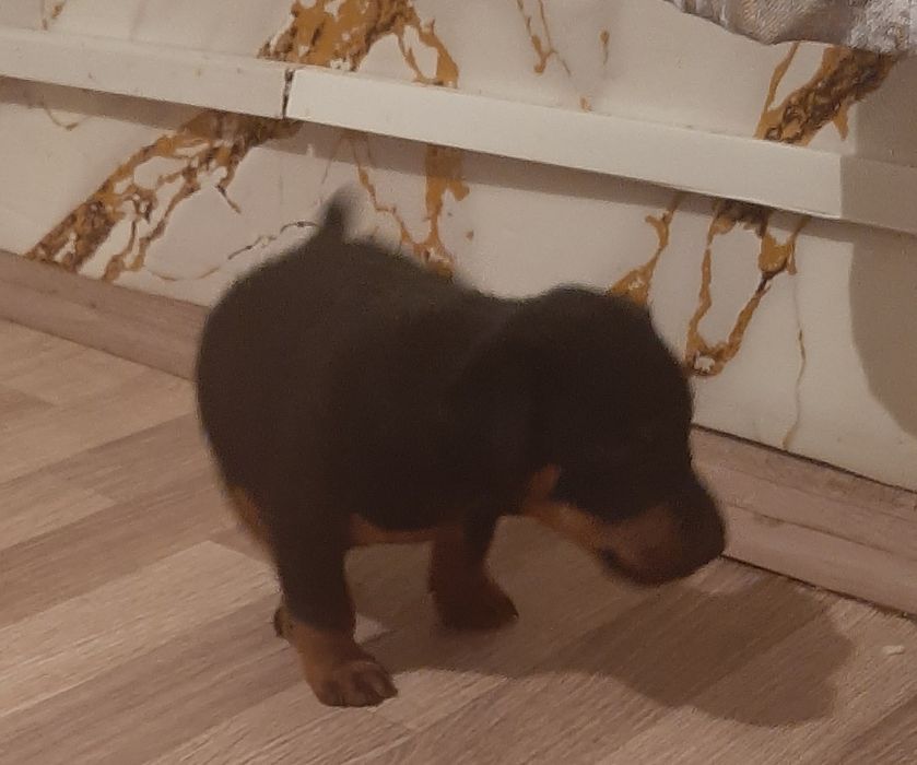 Щенок ягдтерьера