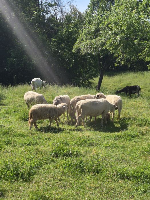 Oi  grase si  miei de vanzare