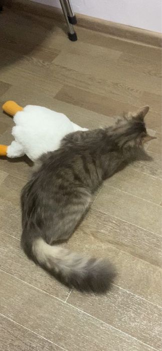 бессплатно отдам кота, пишите в тг ar1dens