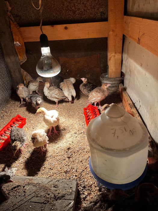 Домашни пуйчета на 40 записване