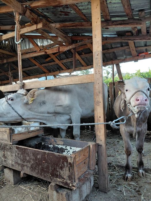 Сауын  бызаулы  сйыр