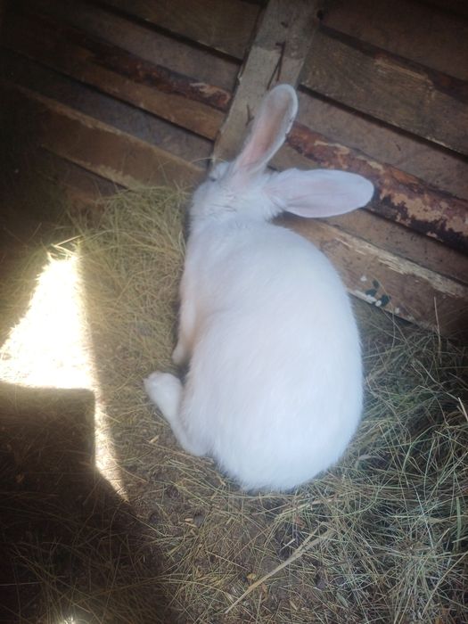 Кролиха 7 месяцев