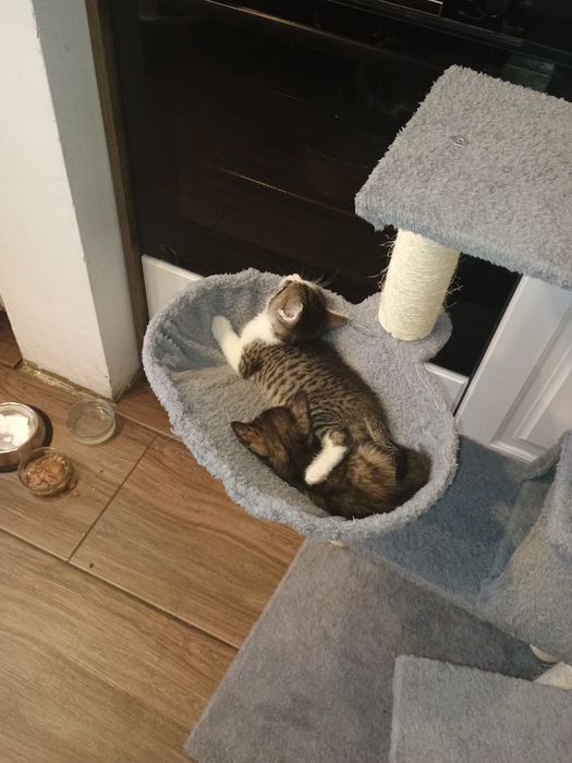 Две малки котета търсят постоянен дом