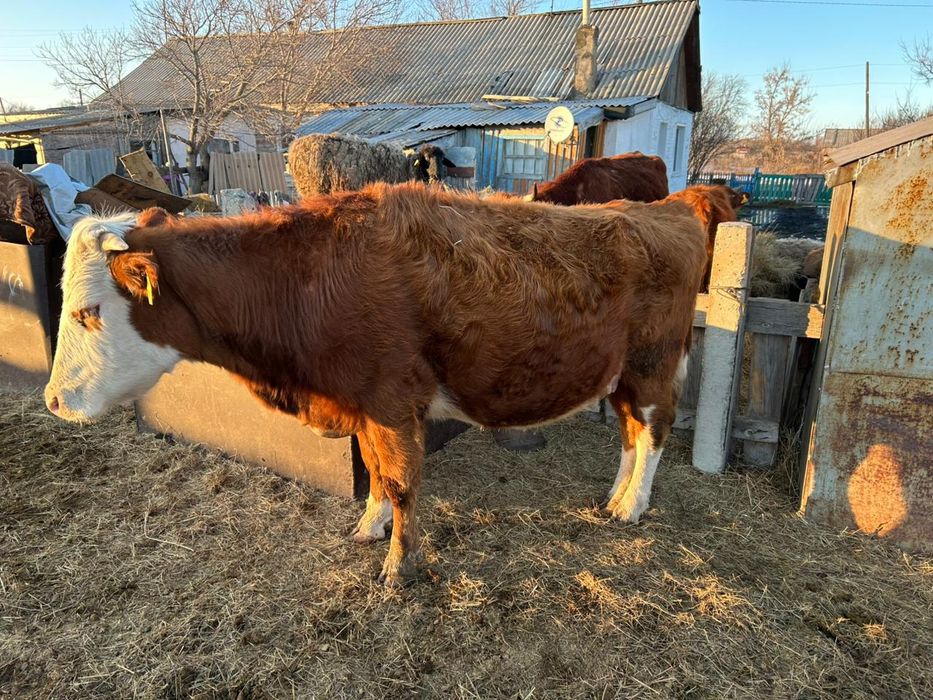 Продам крс и баранов