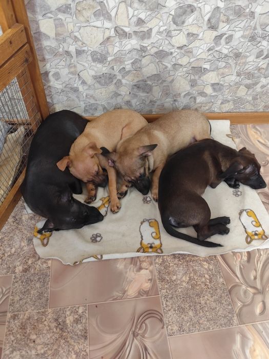 Щенки в добрые руки